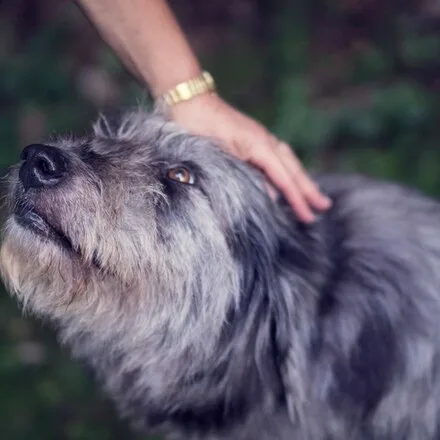 Hand aait een hond die vertrouwend omhoog kijkt