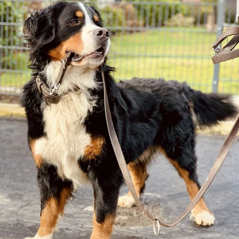 Berner Sennenhond staat rustig aan de lijn tijdens een wandeling