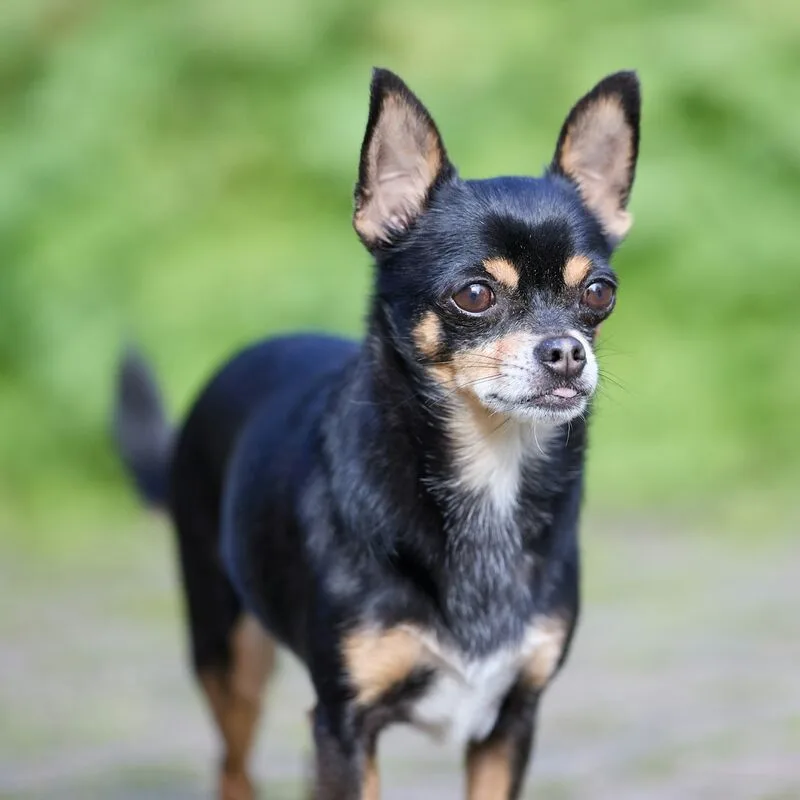 Chihuahua kijkt aandachtig rond in het groen