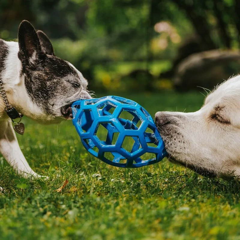 Twee honden spelen samen met een bal in een weide