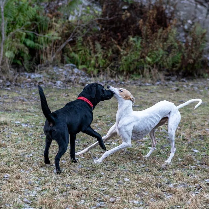 Twee honden stoeien samen op een landweg